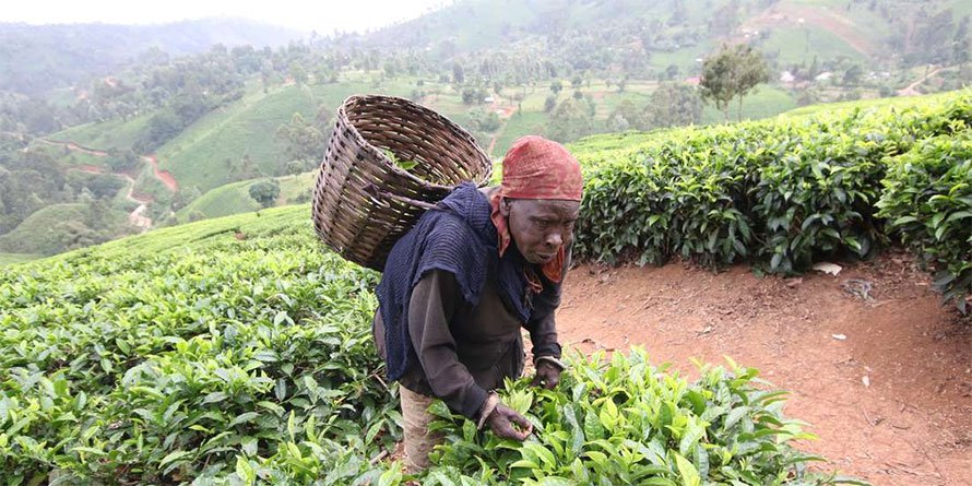Kenya has made penetration of value-added farm produce such as tea,