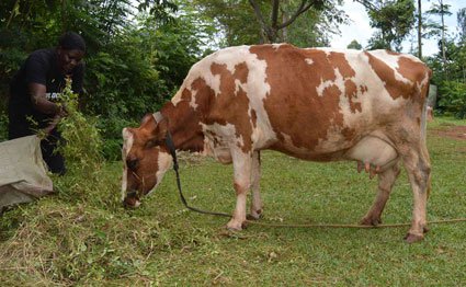 Ayrshire dairy cow.