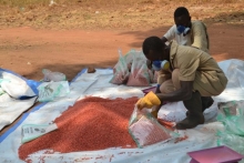 © Former rebel fighters from South Sudan’s civil war, manually packing improved sorghum seed in Yambio, South Sudan. over 1,900 ex-fighters have been taken through rehabilitation programmes, and have been released to join vocational training and engage in agribusiness, with others being integrated into organised forces. 