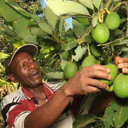 Kenyan avocados cleared for China market