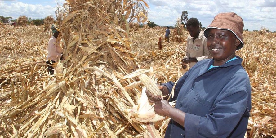 Maize prices fall after release of emergency grains
