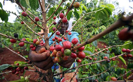 Now, 15 species of coffee face extinction in EA 